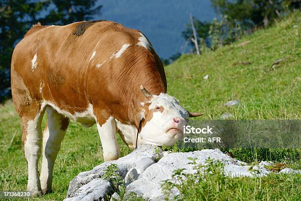 Leche De Vaca Scrathing Sí Alpine Pasture Austria Foto de stock y más banco de imágenes de Concept Does Not Exist