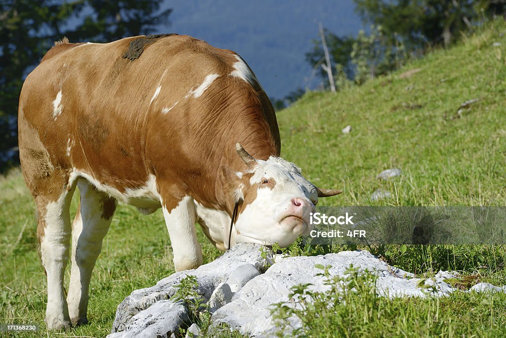 우유관 Cow scrathing 그자체, 고산대 패스처, 오스트리아 (XXXL) - 로열티 프리 긁음 스톡 사진