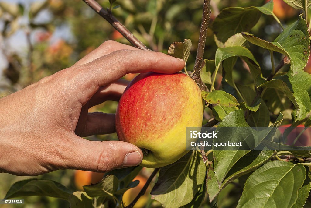 Apfel Pflücken - Lizenzfrei Agrarbetrieb Stock-Foto