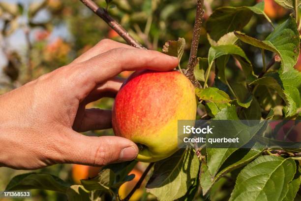 Apfel Pflücken Stockfoto und mehr Bilder von Agrarbetrieb - Agrarbetrieb, Apfel, Apfelbaum