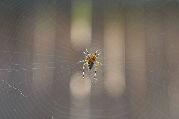 cross spider stock photo