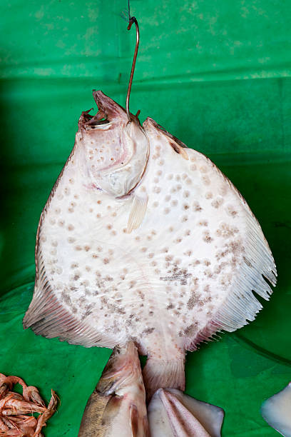 istock Turbot at a fish traders shop 171368616