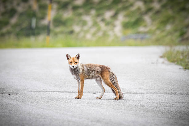 istock Red Fox in danger crossing a road 171368788