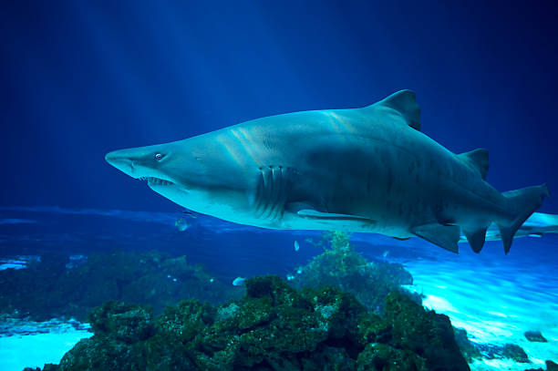 requin tigre des sables-carcharias taurus - sand tiger shark photos et images de collection