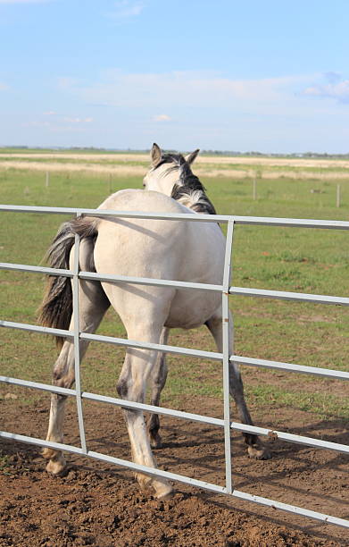 Buckskin horse scratches rear on metal fence stock photo