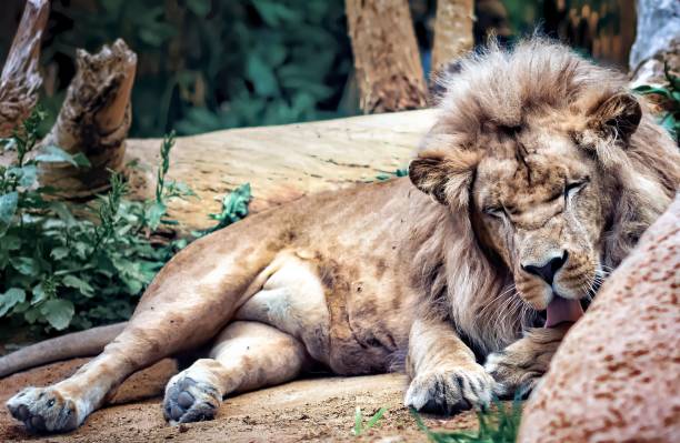 istock Closeup of a lion at a zoo 1713690930