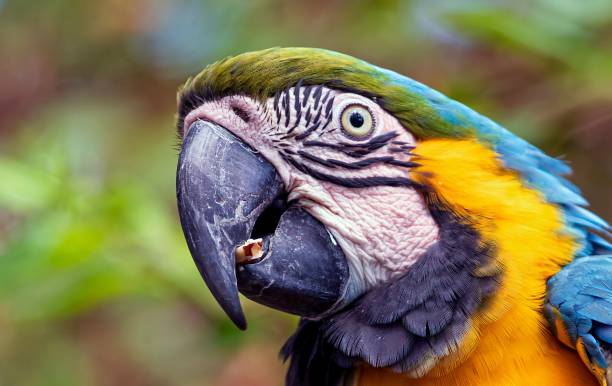 istock Closeup of a blue and yellow Macaw parrot 1713690944