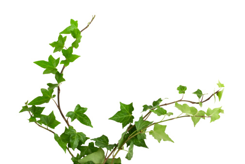 Of green ivy plant isolated against a white background digital illustration. Ivy leaves are highly concentrated in the top of the picture, then it becomes more sparse on the two root climbs up the frame. Ivy curls on the vertical image.