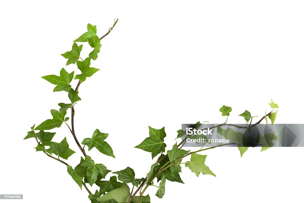 ivy Of green ivy plant isolated against a white background digital illustration. Ivy leaves are highly concentrated in the top of the picture, then it becomes more sparse on the two root climbs up the frame. Ivy curls on the vertical image. Ivy Stock Photo