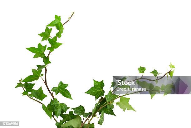 Ivy Stock Photo - Download Image Now - Ivy, Vine - Plant, Creeper Plant