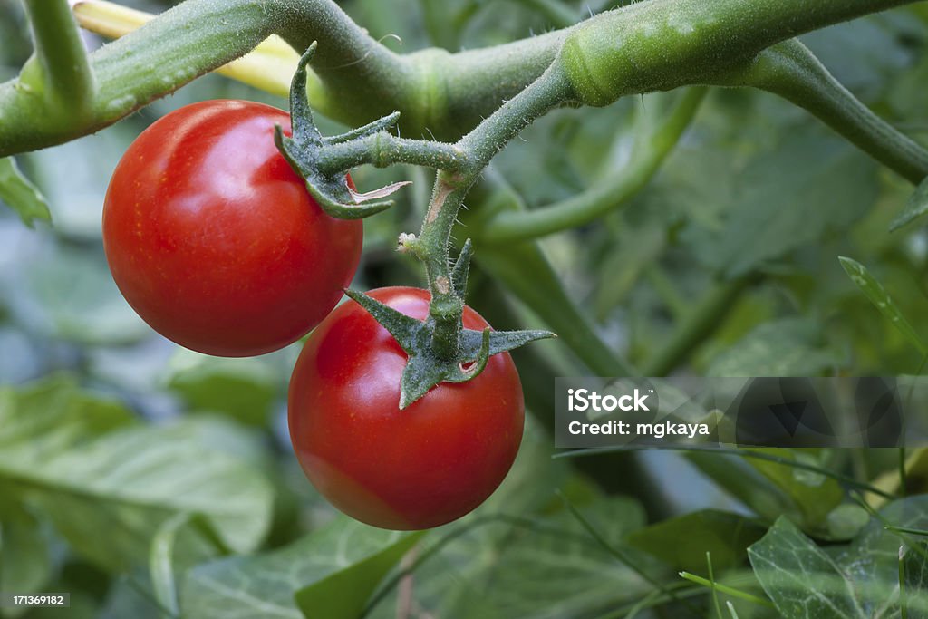 Cherry Tomatoes Ripe cherry tomatoes on the vine. Agriculture Stock Photo