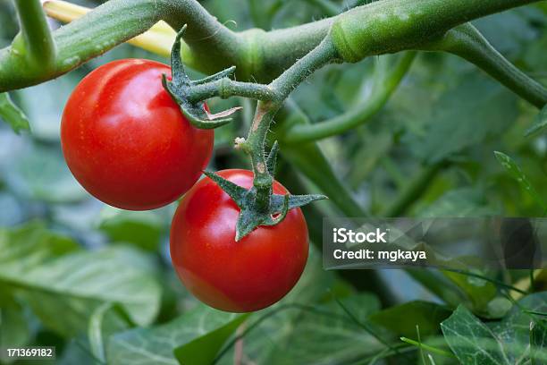 Cherry Tomatoes Stock Photo - Download Image Now - Agriculture, Antioxidant, Branch - Plant Part