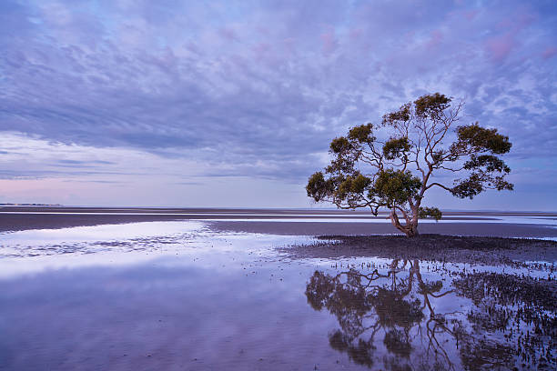 Lone Tree, Australia stock photo