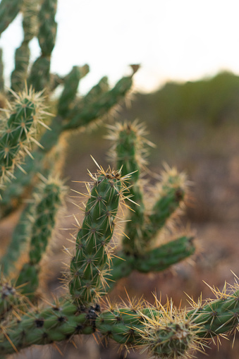 Maco shot of desert cactus
