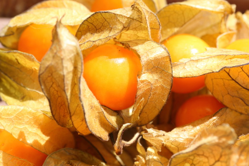 Physalis peruviana - nightshade family (Solanaceae) - tropical fruit