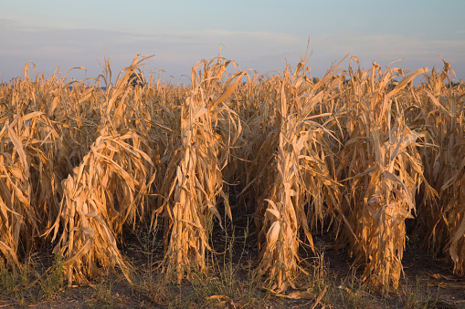 Drought-stricken corn crop in Missouri USA.   To see my Agricultural Images Lightbox, click here.