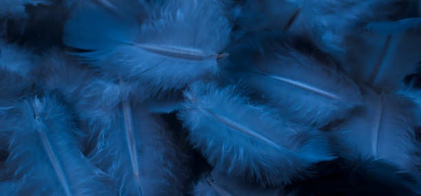 istock blue feather pigeon macro photo. texture or background 1713697182