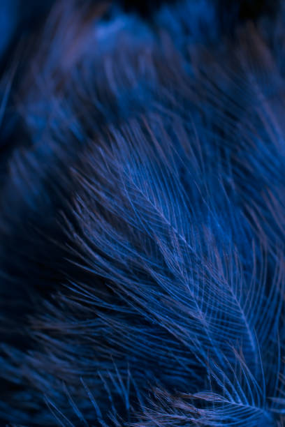 istock feather pigeon macro photo. texture or background 1713697286