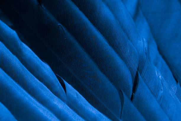 feather pigeon macro photo. texture or background