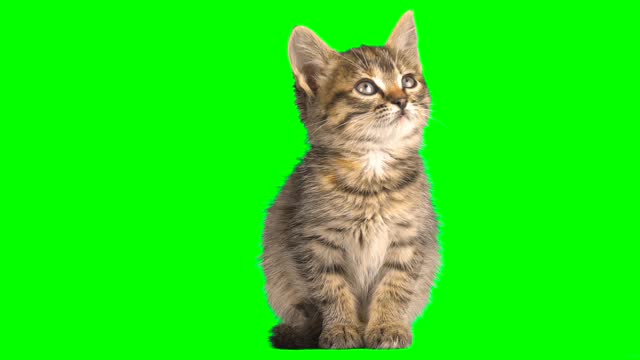cat fluffy green background screen kitty