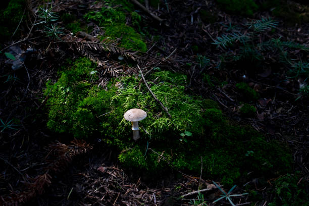 istock mushroom in nature in the forest 1713697437