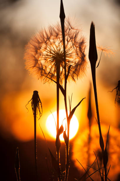 Dandelions in meadow at sunset