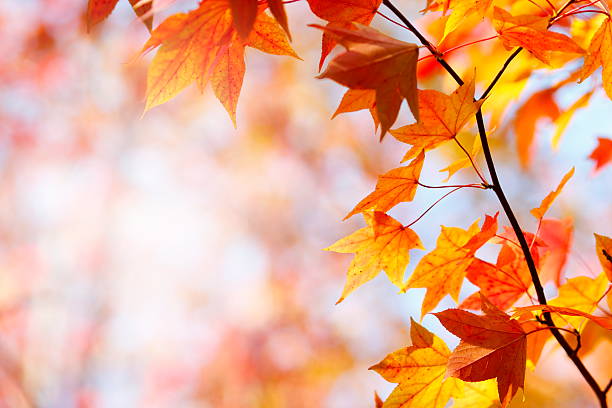 colori autunnali - maple tree branch autumn leaf foto e immagini stock