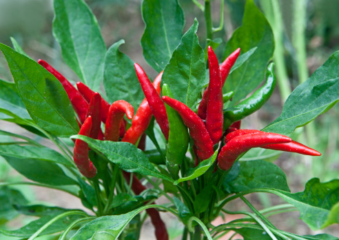 Ripe red and green chilli on a tree, green chilis grows in the garden