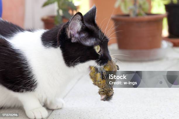 Kot Hunter - zdjęcia stockowe i więcej obrazów Przedrzeźniacz - Przedrzeźniacz, Dwa zwierzęta, Berek