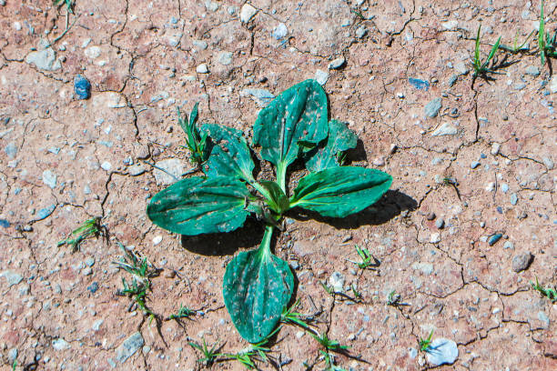 들판의 작은 원에 있는 광엽 질경이 - plantain major herb greater 뉴스 사진 이미지