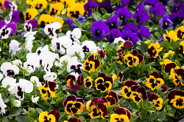Pansies background XXXL Pansies background XXXL pansy photos stock pictures, royalty-free photos & images