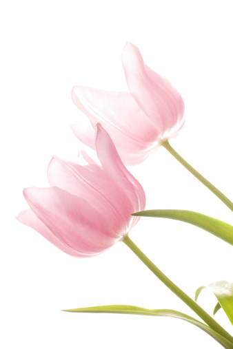 Close-up of two beautiful pink tulips isolated on white. Low angle view. Vertically framed shot.