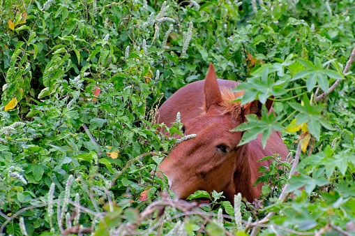 Wild horse forages in dense underbrush in upcountry section of the Big Island Hawaii. Horse tramples through green thicket to graze on the leaves.
