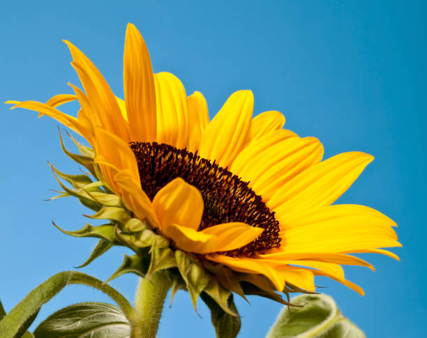 istock Sunflower Against Blue Sky 171371605
