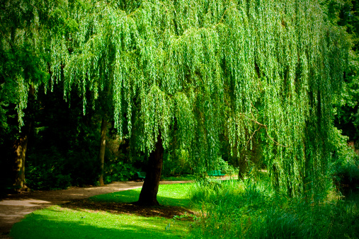 Weeping Willow in the Tiergarten, Berlin