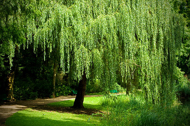 ива вавилонская - willow tree weeping willow tree isolated стоковые фото и изображения