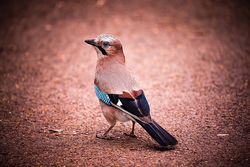 A top view of a Eurasian jay perched on the ground