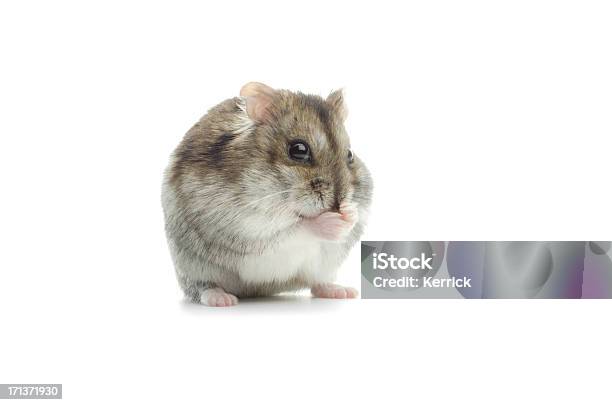 Reinigung Djungarian Hamster Stockfoto und mehr Bilder von Auf den Zehenspitzen - Auf den Zehenspitzen, Bizarr, Computermaus