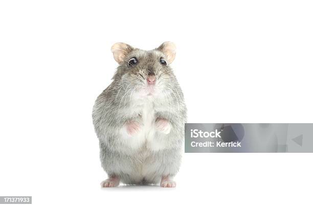 Verblüfft Djungarian Hamster Stockfoto und mehr Bilder von Hamster - Hamster, Weiß, Weißer Hintergrund