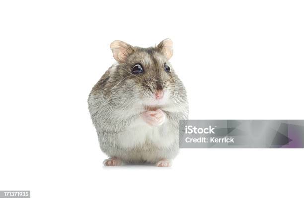 Verblüfft Djungarian Hamster Stockfoto und mehr Bilder von Hamster - Hamster, Anreiz, Auf den Zehenspitzen