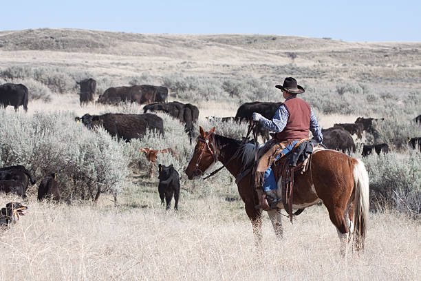 istock Cowboy Herding of Angus Cattle on Open Range 171372151
