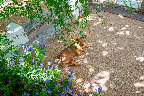 A hound dog resting in a beauty garden