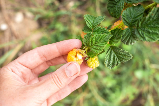 istock A woman's hand picks yellow ripe raspberries from a bush. Berry picking 1713724322