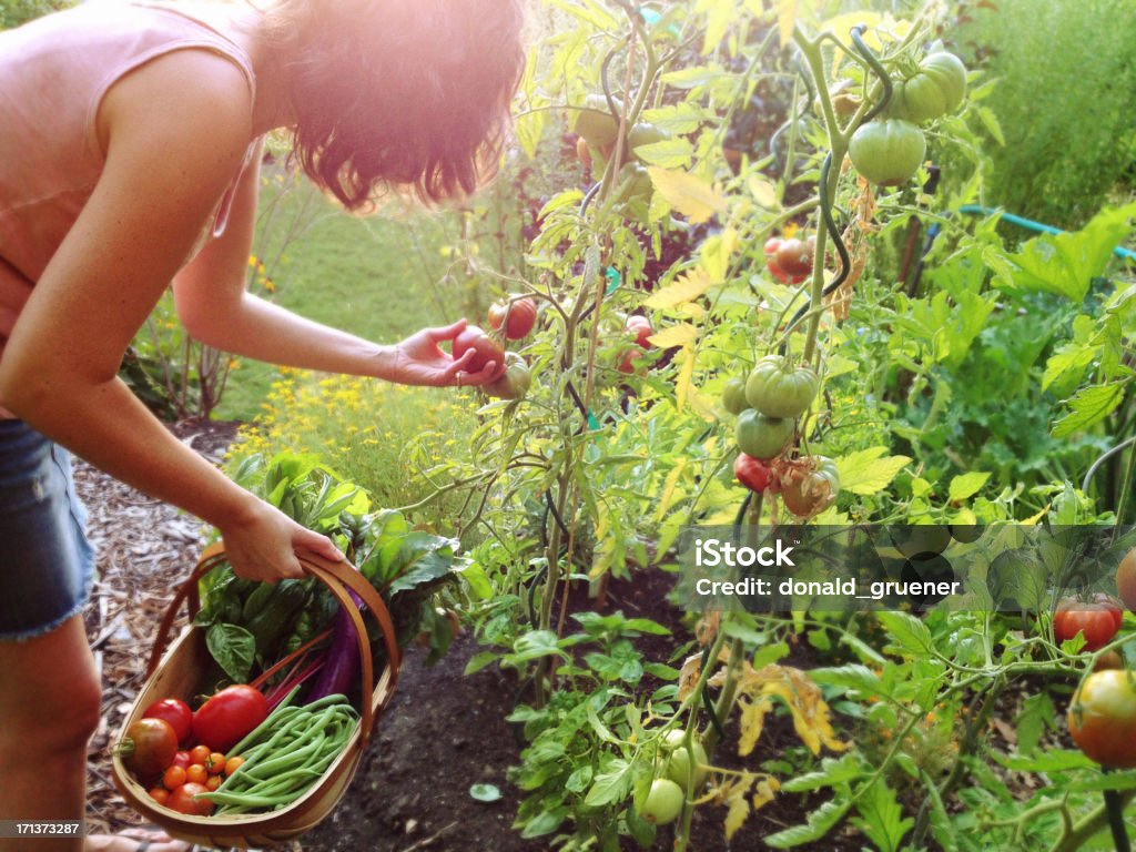 Frau Auswahl Tomaten und Gemüse im Garten des Hotels - Lizenzfrei Hausgarten Stock-Foto