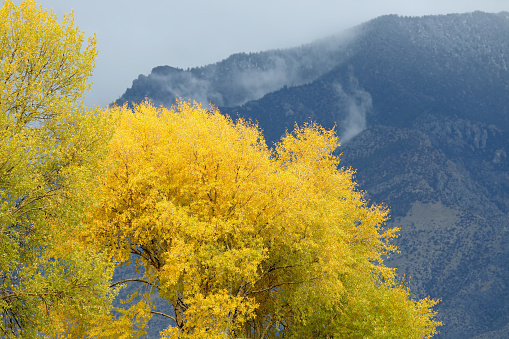 Cottonwood Tree displaying fall colors in East Central Idaho.
