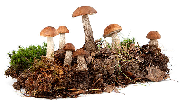 istock Birch bolete mushrooms 171373933