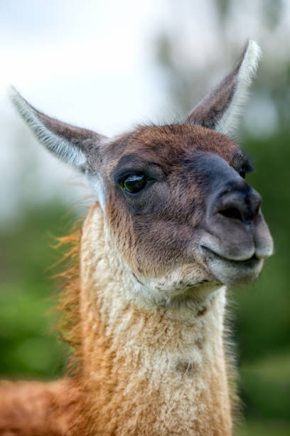 istock Portrait of a llama 171374049