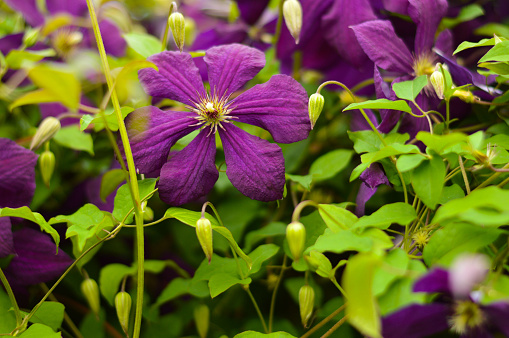 Purple clematis in the garden close-up as a background