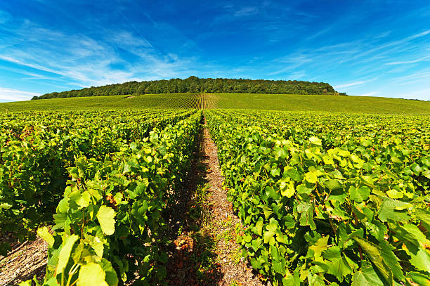 Moet et Chandon Late summer vineyards of Moet et Chandon with a polarised blue sky above the lines of vines.Late summer vineyards of Moet et Chandon with a polarised blue sky above the lines of vines.Late summer vineyards of Moet et Chandon with a polarised blue sky above the lines of vines. cramant stock pictures, royalty-free photos & images