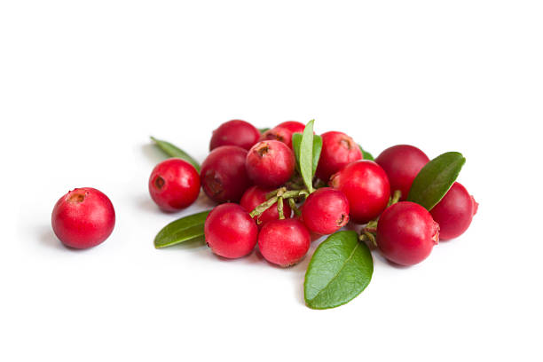 Cranberries on white stock photo